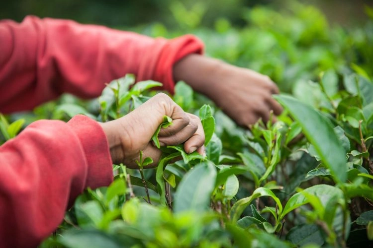Hands picking tea-like leaves on a farm